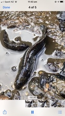 Acanthoclinus marilynae