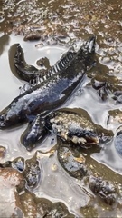 Acanthoclinus marilynae