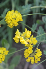 Coronilla coronata