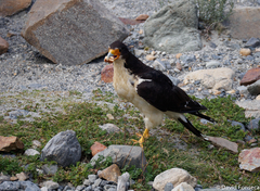 Daptrius albogularis