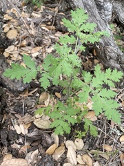 Phacelia congesta