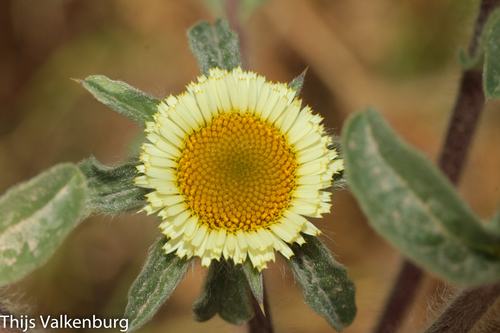 Spiny Starwort