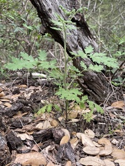 Phacelia congesta