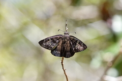 Ephyriades arcas