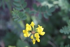 Coronilla coronata