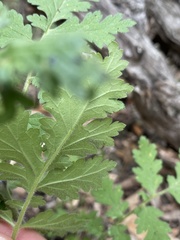 Phacelia congesta