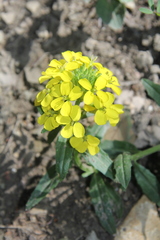 Erysimum odoratum
