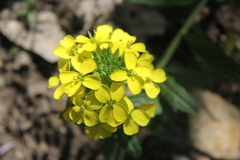 Erysimum odoratum