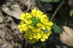 Erysimum odoratum