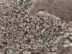 Diplotomma alboatrum