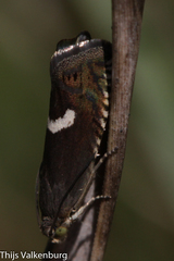 Grapholita lunulana