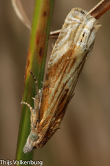 Eucosma cana