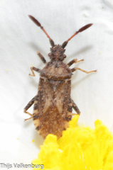 Strobilotoma typhaecornis