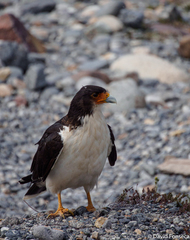 Daptrius albogularis