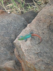 Platysaurus intermedius