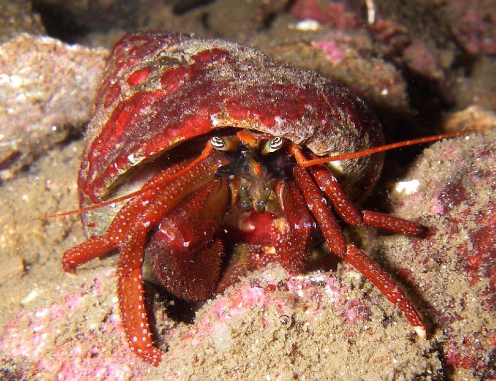 Maroon Hermit Crab