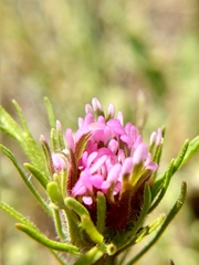 Castilleja exserta