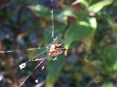 Gasteracantha cancriformis