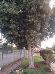 Beilschmiedia miersii