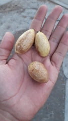 Beilschmiedia miersii