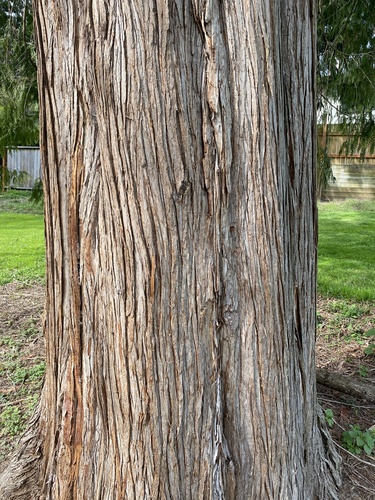 Thuja plicata