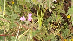 Erodium