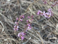 Daphne mezereum