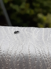 Ocrisiona leucocomis