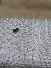 Ocrisiona leucocomis