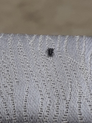 Ocrisiona leucocomis