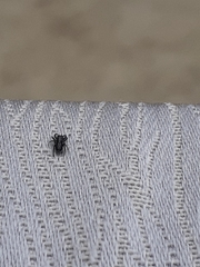 Ocrisiona leucocomis