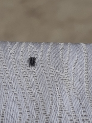 Ocrisiona leucocomis