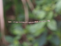 Cyclosa confusa