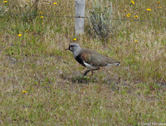 Vanellus chilensis fretensis