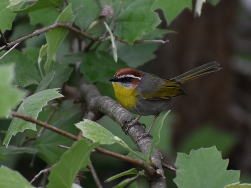 Rufous-capped Warbler