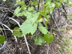 Vitis berlandieri