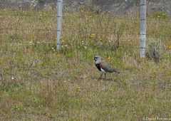 Vanellus chilensis fretensis