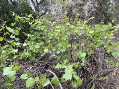 Vitis berlandieri