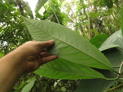 Passiflora arborea