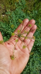 Lomatium californicum