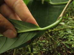 Passiflora arborea