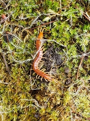 Scolopocryptops gracilis