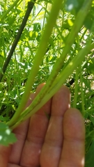 Lomatium californicum