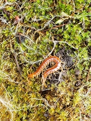 Scolopocryptops gracilis