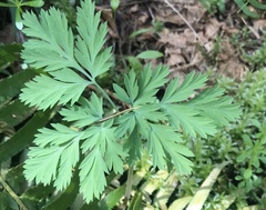 Dicentra formosa