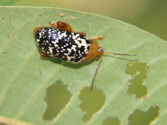 Asiophrida