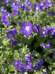 Phacelia patuliflora