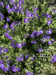 Phacelia patuliflora