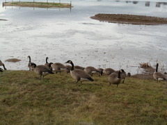 Branta canadensis