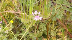 Erodium